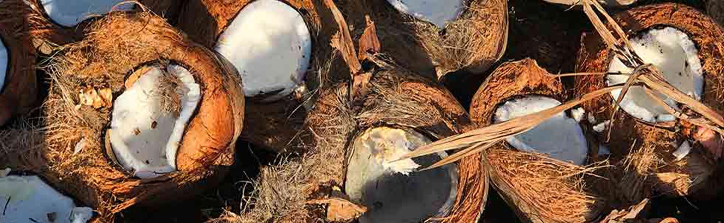 The Life Giving Properties Of The Coconut Trees In Mexico