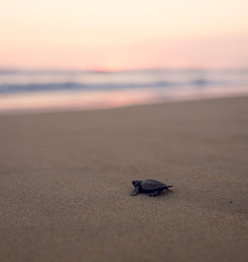 Turtle Sanctuary - Playa Viva Luxury Eco Resort, Mexico