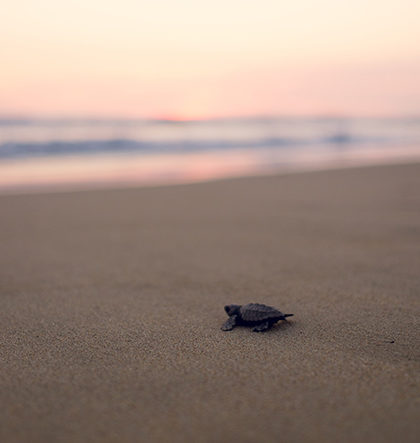 Turtle Sanctuary | Playa Viva Luxury Eco Resort, Mexico