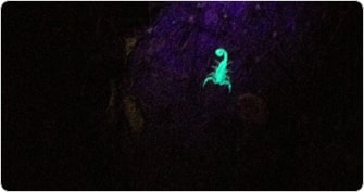 Scorpion on cactus as seen using a blacklight. Notice how brilliant and florescent green the scorpion appears under blacklight.